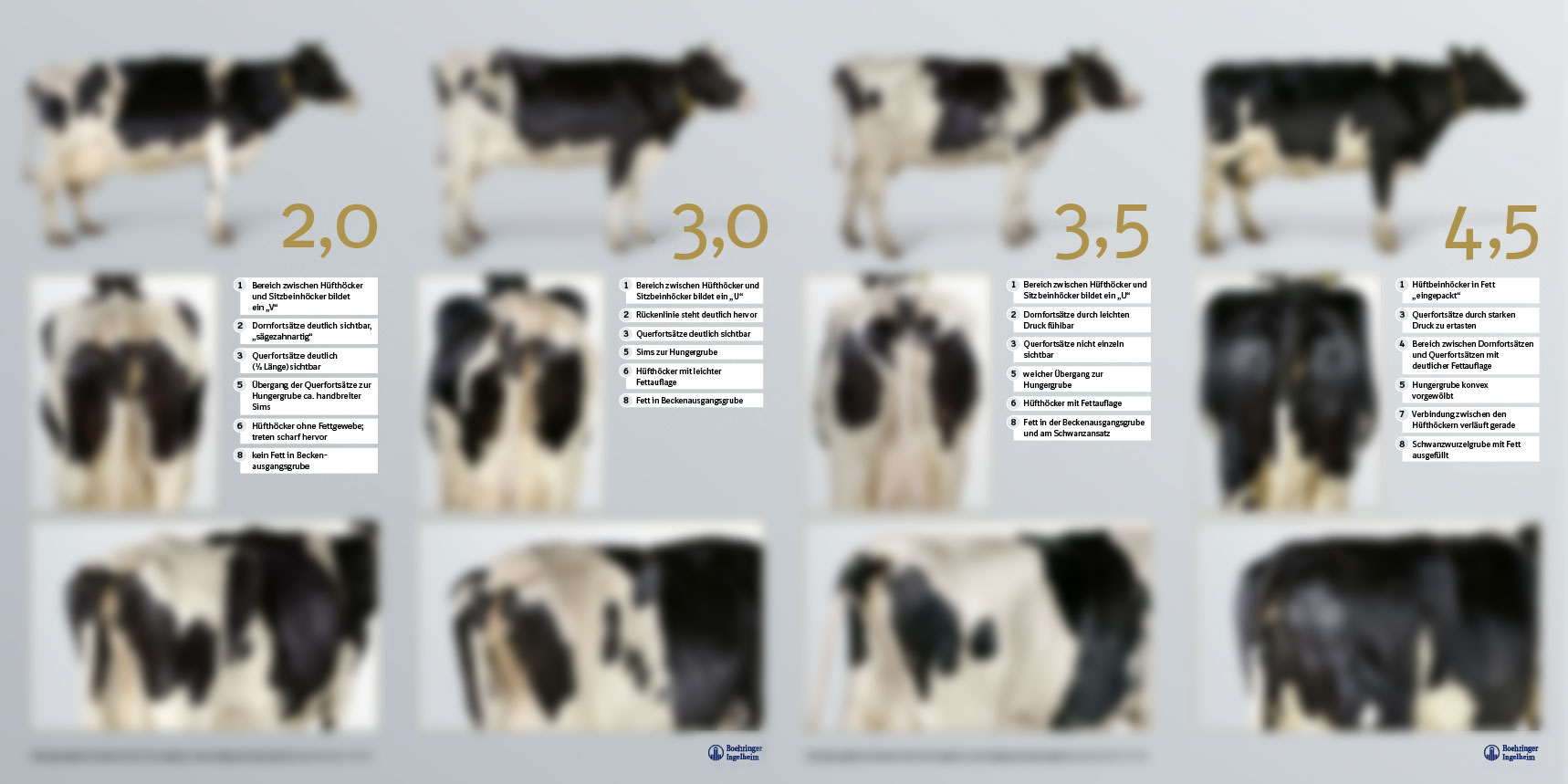 BCS – Body Condition Scoring für Deutsche Holsteins