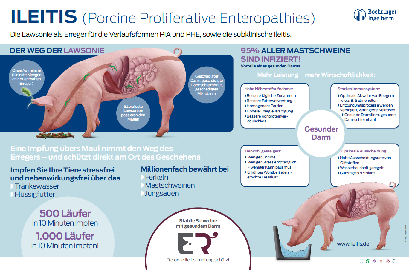 Poster "ILEITIS (Porcine Proliferative Enteropathies)"